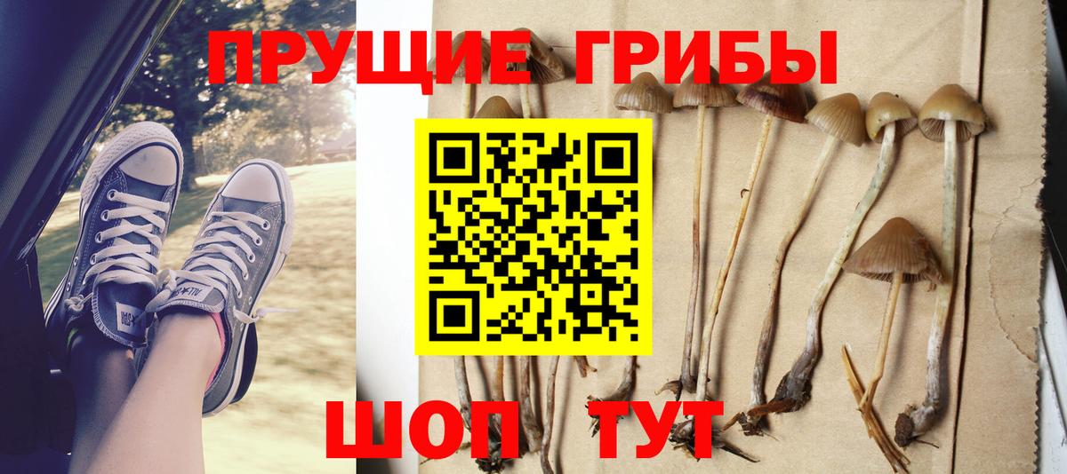 Псилоцибиновые грибы Psilocybe Чехов